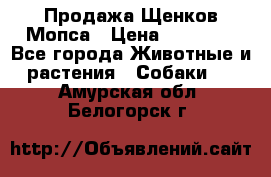 Продажа Щенков Мопса › Цена ­ 18 000 - Все города Животные и растения » Собаки   . Амурская обл.,Белогорск г.